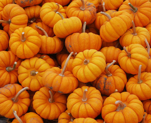 Jack Be Little Pumpkin Seeds Jack Be Little Pumpkin Seeds