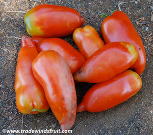 Jersey Devil Tomato Seeds