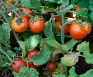 Totem Tomato Seeds