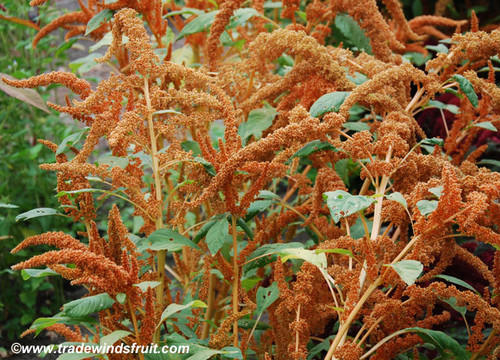 Chinese Giant Orange Amaranth Seeds