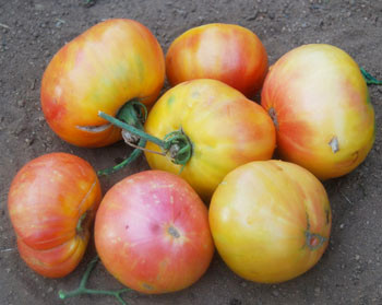 Oaxacan Jewel Tomato Seeds