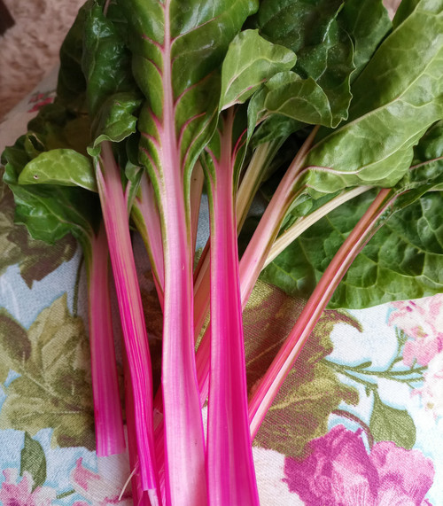 Pink Lipstick Swiss Chard Seeds