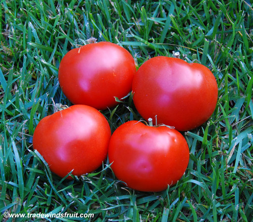 Thessaloniki Tomato Seeds