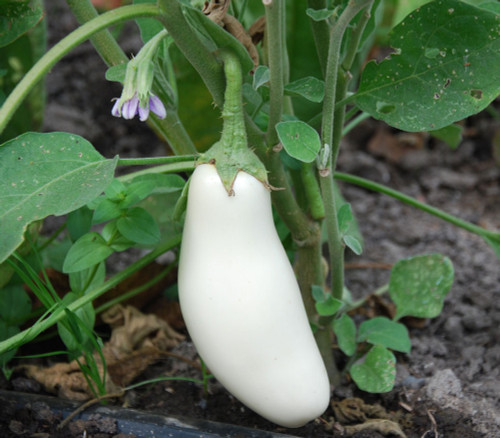 Casper Eggplant Seeds Casper Eggplant Seeds