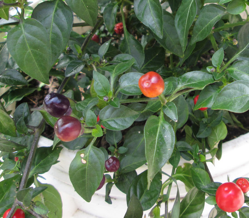 Filius Blue Pepper Seeds