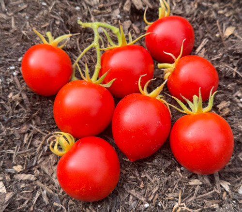 San Francisco Fog Tomato Seeds