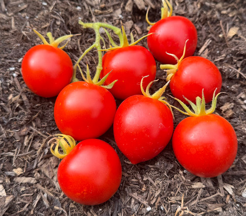 San Francisco Fog Tomato Seeds