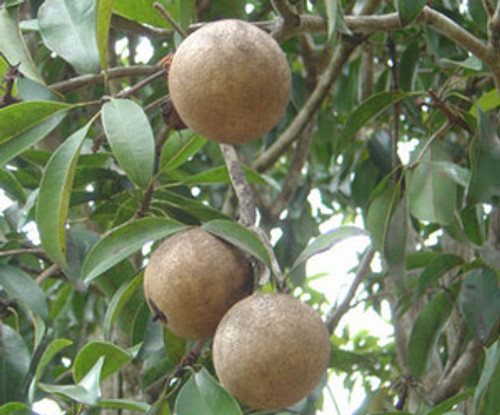 Manilkara zapota - Sapodilla Seeds Manilkara zapota - Sapodilla Seeds