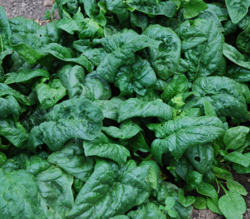 America Spinach Seeds