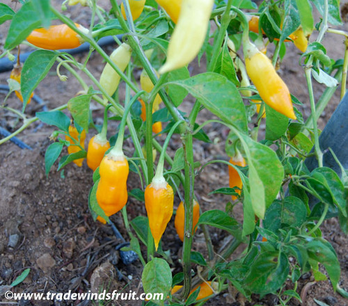 Aji Habanero Pepper Seeds