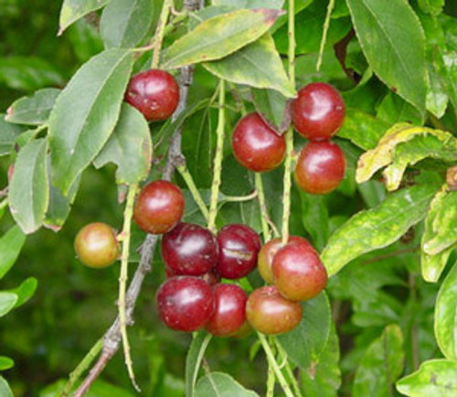Prunus salicifolia - Capulin Cherry Seeds Prunus salicifolia - Capulin Cherry Seeds