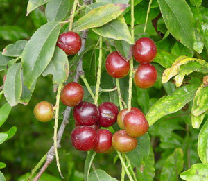 Prunus salicifolia - Capulin Cherry Seeds