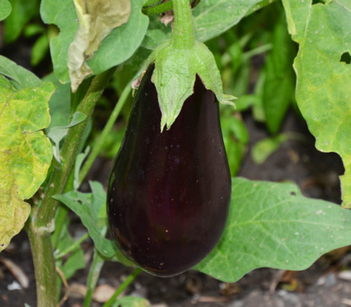 Florida High Bush Eggplant Seeds