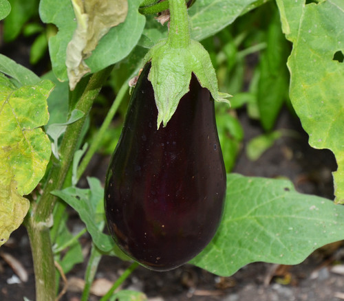 Florida High Bush Eggplant Seeds