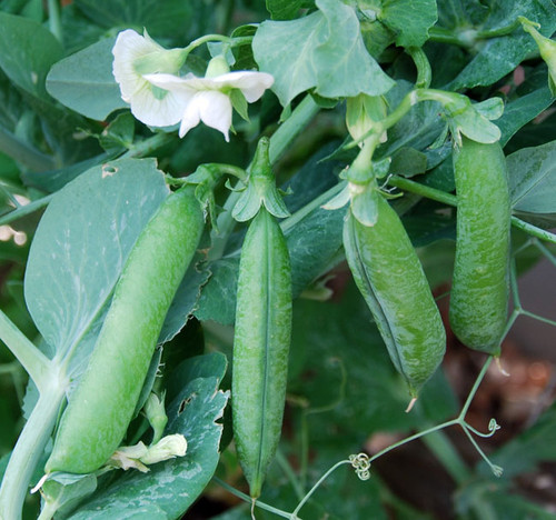 Early Frosty Pea Seeds