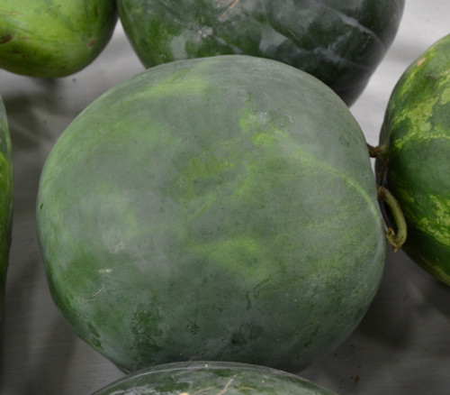 Black Diamond Watermelon Seeds Black Diamond Watermelon Seeds