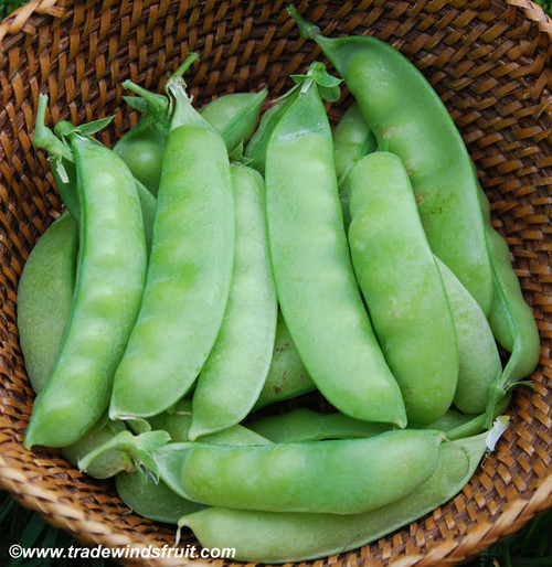 Oregon Giant Pea Seeds Oregon Giant Pea Seeds