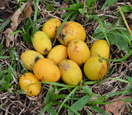 Spondias mombin - Yellow Mombin Seeds