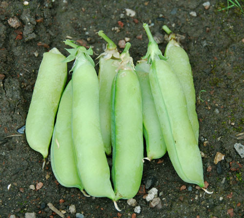 Little Marvel Pea Seeds