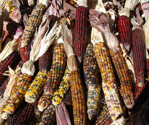 Ornamental Indian Corn Seeds