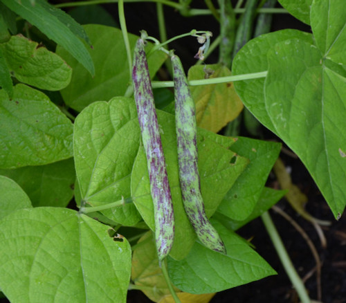 Rattlesnake Pole Bean Seeds