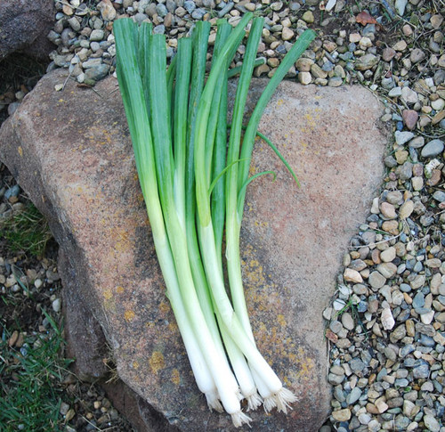 Evergreen Bunching Onion Seeds