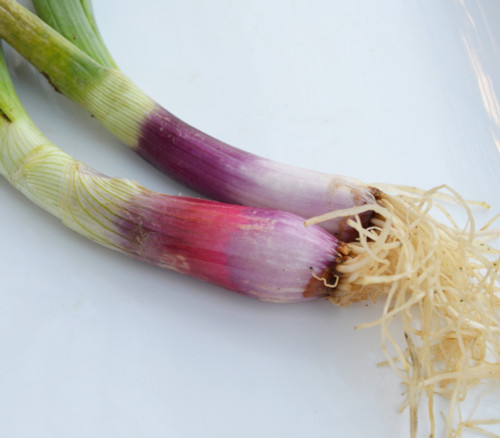 Red Beard Bunching Onion Seeds Red Beard Bunching Onion Seeds