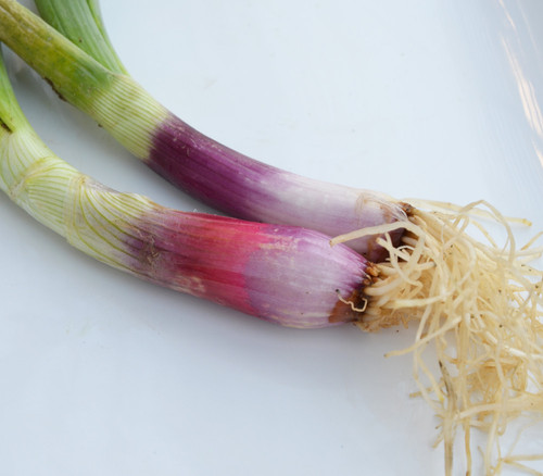 Red Beard Bunching Onion Seeds