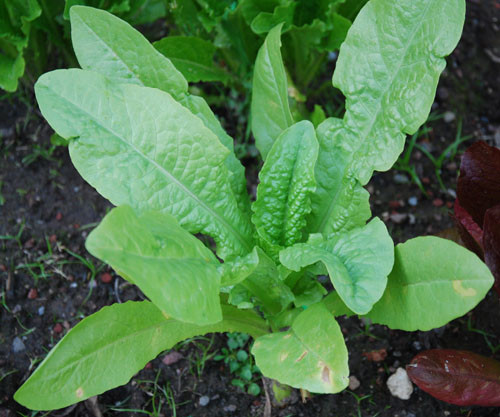 Celtuce Seeds