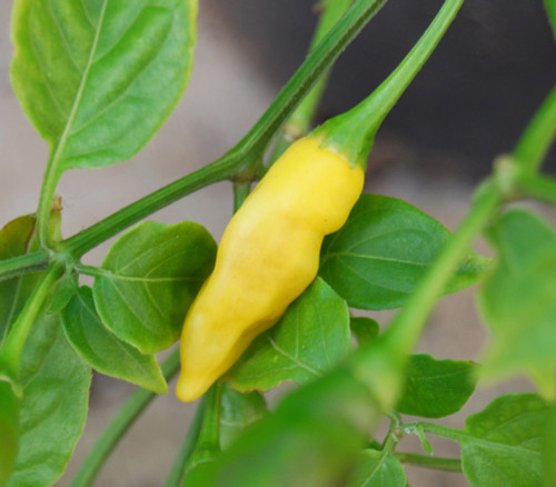 Aji Pineapple Pepper Seeds