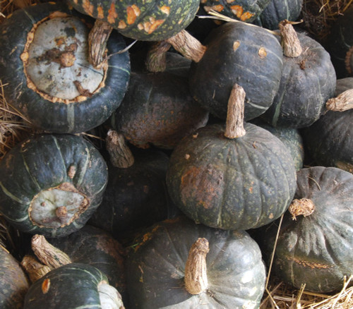 Buttercup Squash - Seeds Seeds