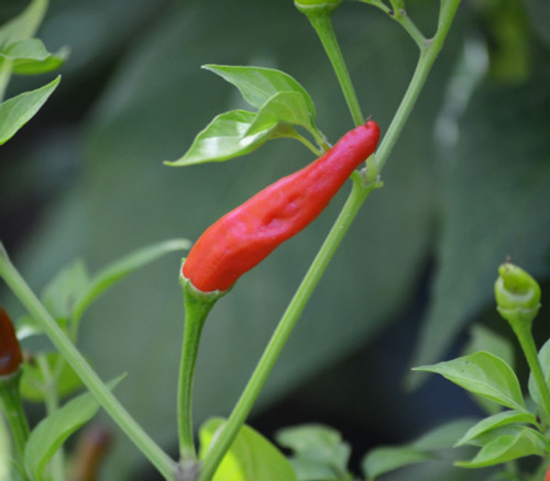 Santaka Pepper Seeds
