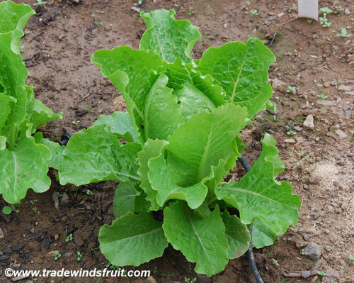 Crisp Mint Lettuce Seeds Crisp Mint Lettuce Seeds