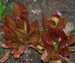 Red Romaine Lettuce Seeds