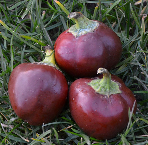 Miniature Chocolate Pepper Seeds
