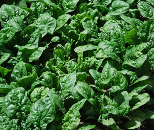 Giant Noble Spinach Seeds Giant Noble Spinach Seeds