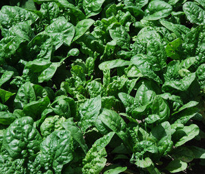 Giant Noble Spinach Seeds