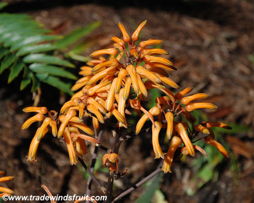 Aloe globuligemma -