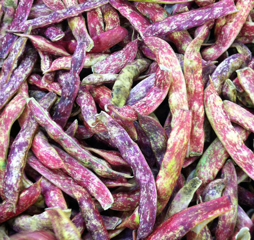 Cranberry Bean Seeds