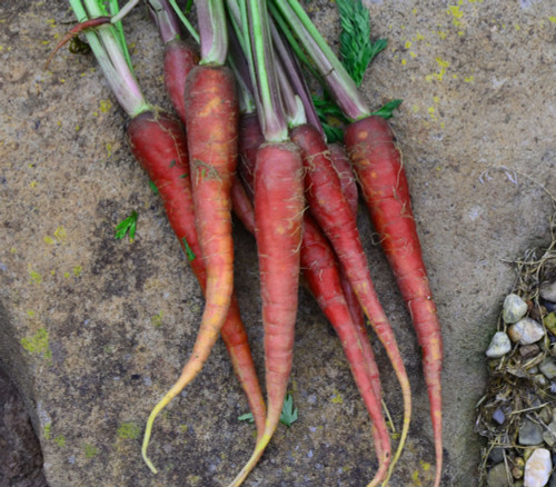 Atomic Red Carrot Seeds