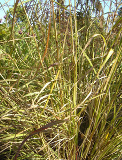 Cymbopogon flexuosus - East Indian Lemongrass
