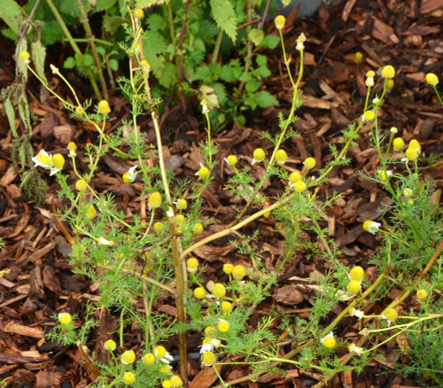 Matricaria recutita - German Chamomile Seeds Matricaria recutita - German Chamomile Seeds