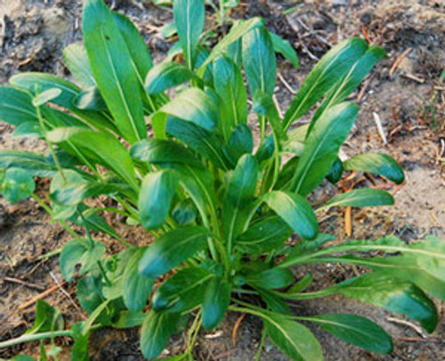 Mibuna Seeds