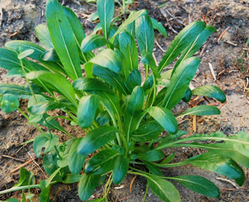 Mibuna Seeds