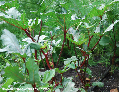 Red Burgundy Okra Seeds