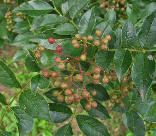 Zanthoxylum simulans - Szechuan Pepper Seeds Zanthoxylum simulans - Szechuan Pepper Seeds