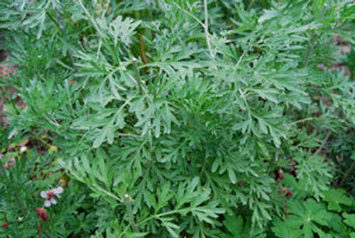 Artemisia absinthium - Wormwood Seeds Artemisia absinthium - Wormwood Seeds