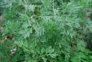 Artemisia absinthium - Wormwood Seeds