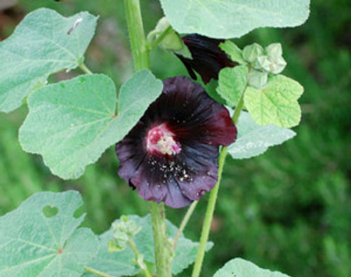 Alcea rosea - Nigra Hollyhock Seeds Alcea rosea - Nigra Hollyhock Seeds