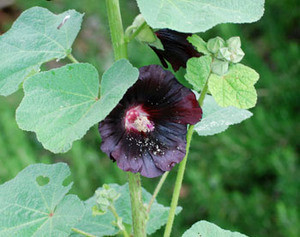Alcea rosea - Nigra Hollyhock Seeds